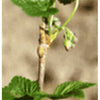 Ribes Ne S Iglic 50ml
