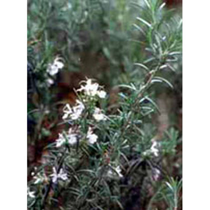 Msa Rosmarinus Offic 50ml